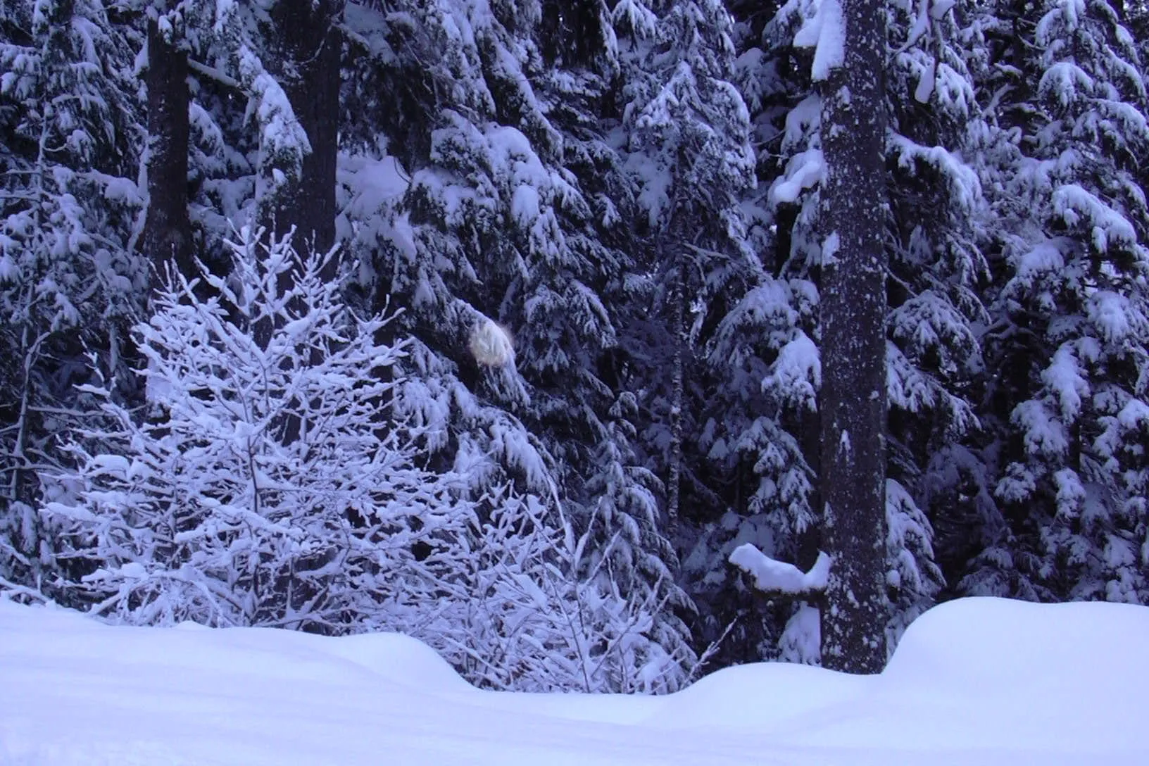 Snow-laden conifers and a deep snowbank beside the upper Mt. Baker Highway in January